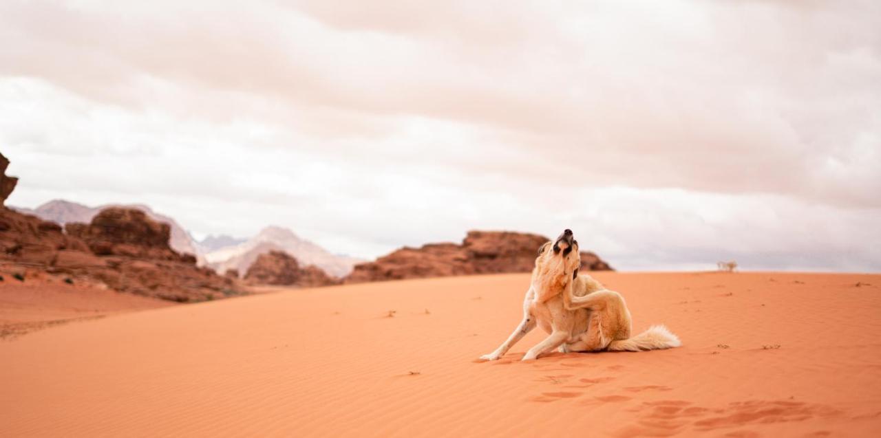 Stars Life Camp-Tour Hotell Wadi Rum Exteriör bild